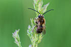   (Eucera longicornis)